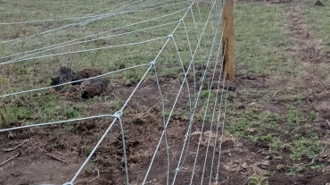 Modern Fence